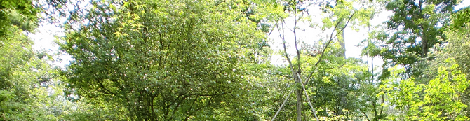 木の香り 木の香り